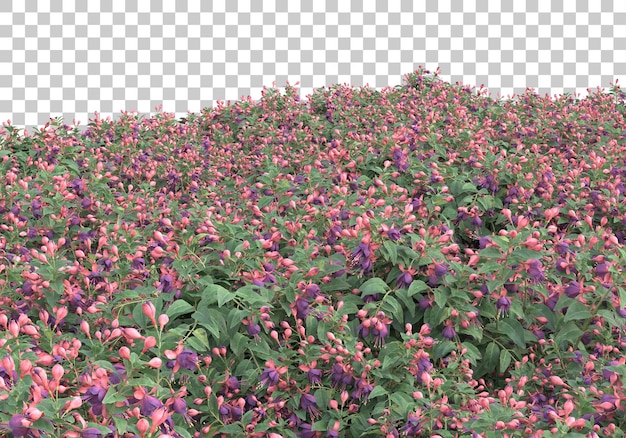 Grasfeld mit transparentem Hintergrund 3D-Rendering-Illustration