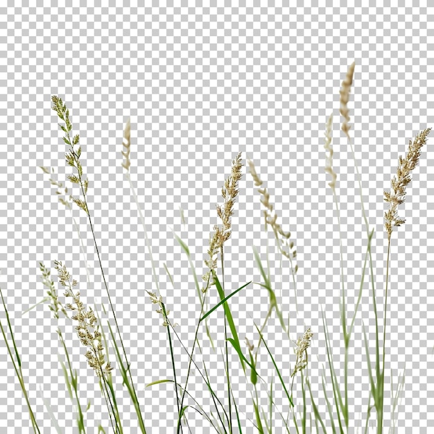 PSD grass isolated on transparent background