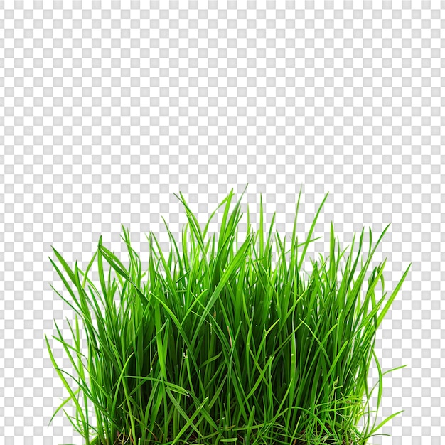Grass isolated on transparent background