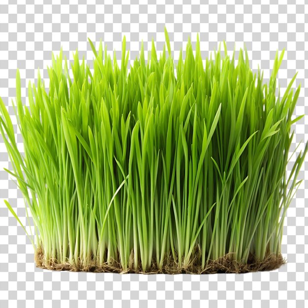 PSD grass isolated on transparent background