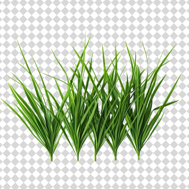 PSD grass isolé sur fond transparent format de fichier png