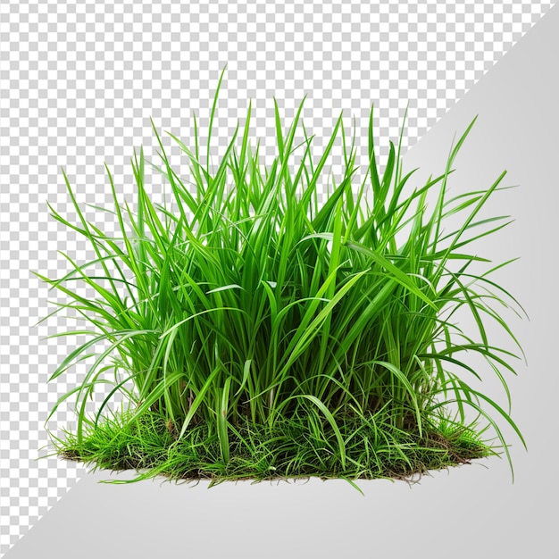 PSD grass png