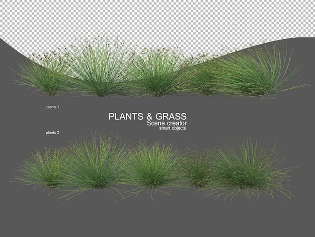 grasses of various sizes and types