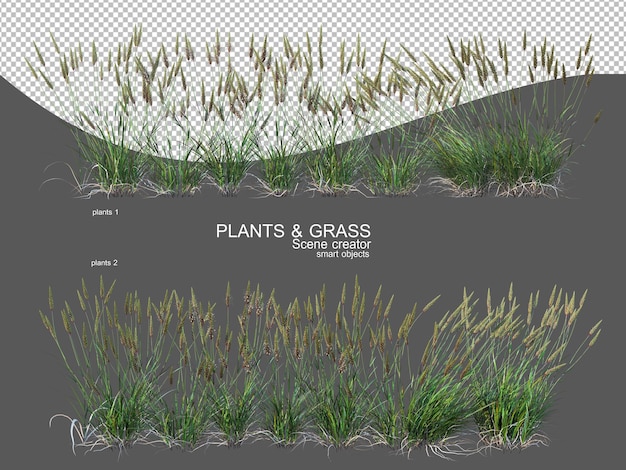 grasses of various sizes and types