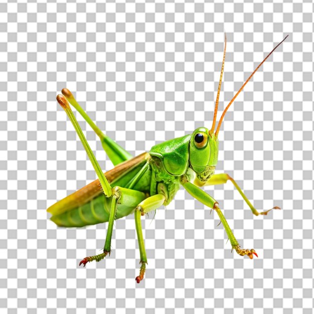 PSD grasshopper png