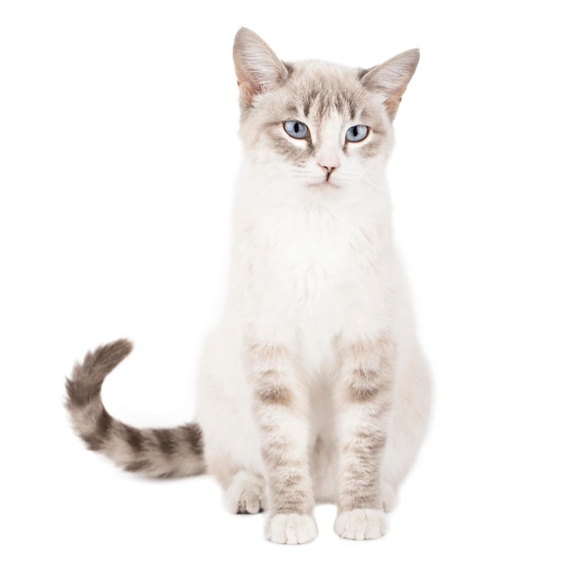 Graue Katze isoliert