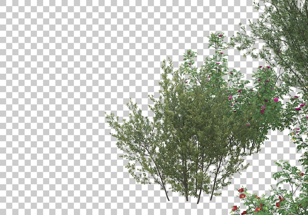 green bushes on transparent background 3d rendering illustration
