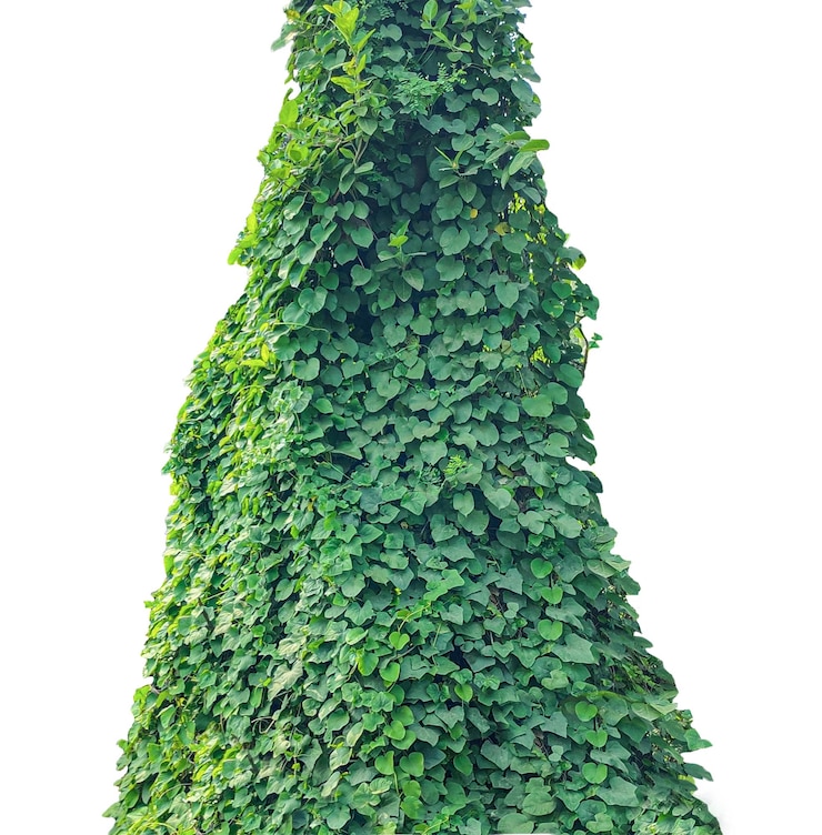 PSD green christmas tree isolated lush green climbing plant a large green plant vine on a white
