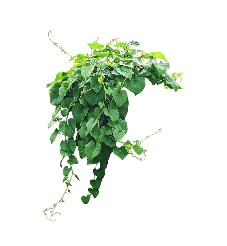 PSD green climbing vine a green plant with leaves on a png background green ivy leaves green grass