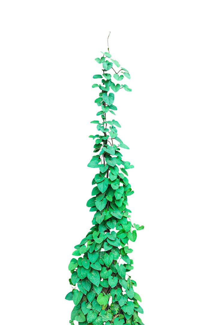 PSD green climbing vine green ivy tree isolated png a green plant on a png background green christmas