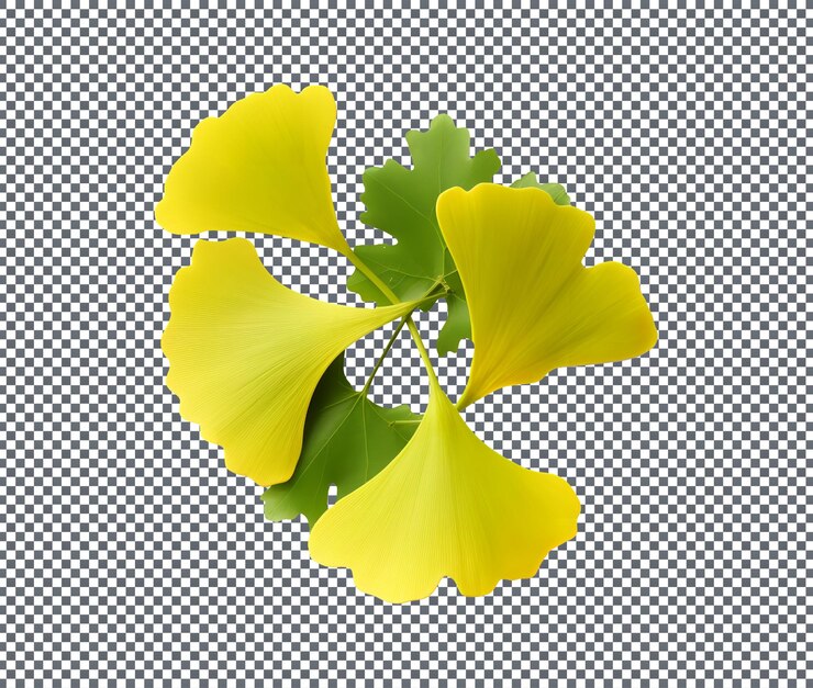 PSD green ginkgo leaves isolated on transparent background