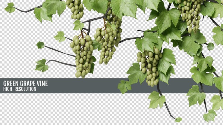 PSD green grape vine on a transparent background