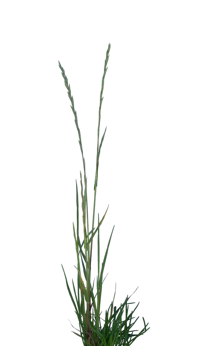 PSD green grass blades in sunlight