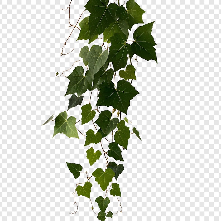 PSD green ivy leaves on a transparent background