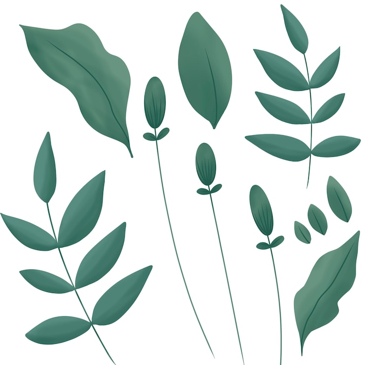PSD green leaf illustrations psd files isolated