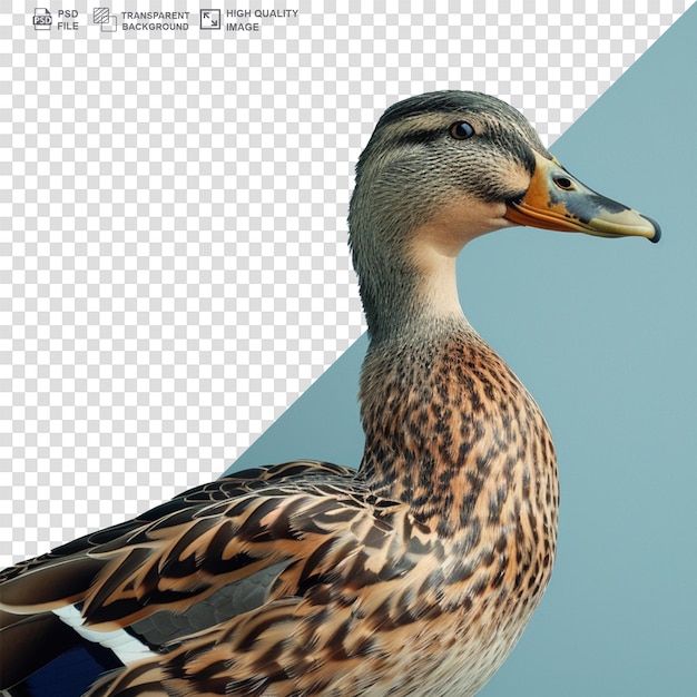 PSD greylag goose isolated on transparent background