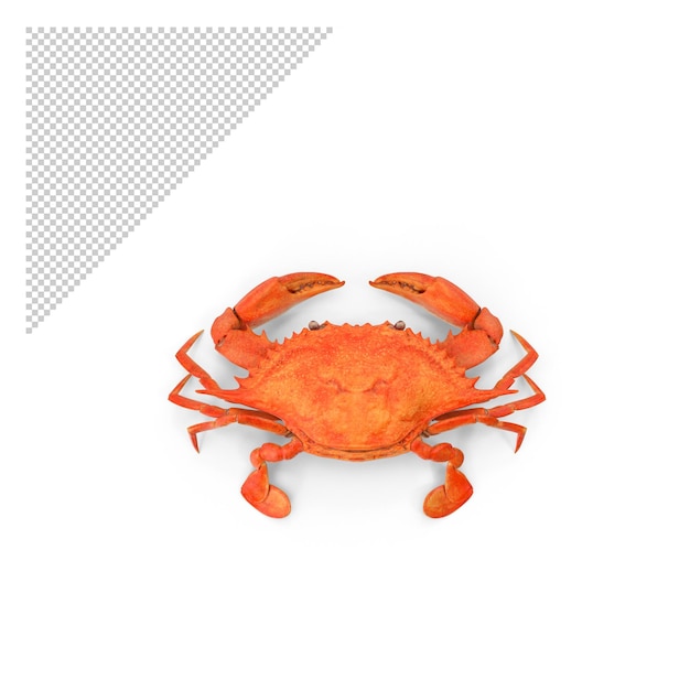 PSD gros plan de crabe png