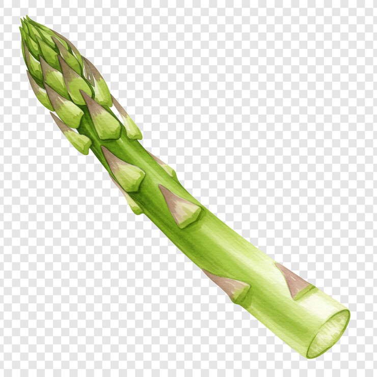 PSD un gros plan d'une lance d'asparagus vert vibrant sur un fond transparent