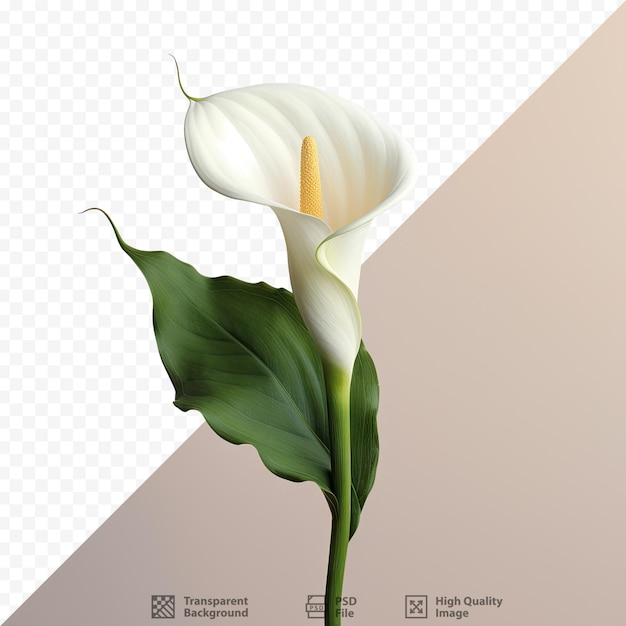 PSD gros plan d'une magnifique fleur blanche