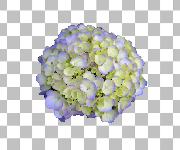 PSD gros plan d'un magnifique hortensia bleu pastel en fleurs sur fond transparent