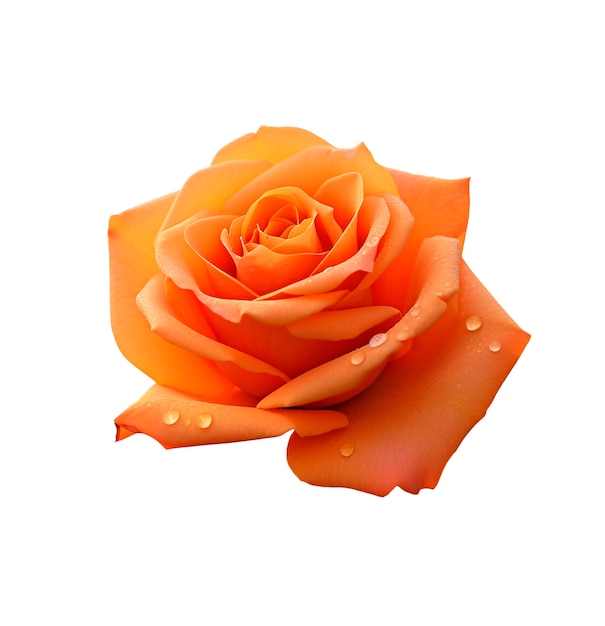 Gros plan sur des roses isolées