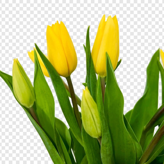 Un gros plan de tulipes jaunes vibrantes en pleine floraison avec des feuilles vertes