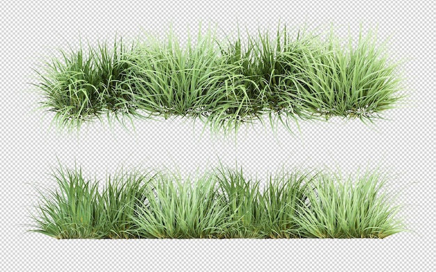 un groupe d'herbe qui pousse sur un fond blanc