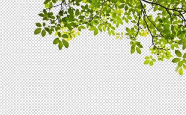 Grüne Blätter und Zweige vor einem hellen Himmel