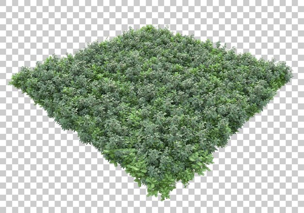 Grüne Büsche auf transparentem Hintergrund 3D-Darstellung