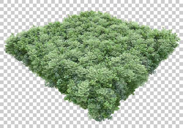 Grüne Büsche auf transparentem Hintergrund 3D-Darstellung