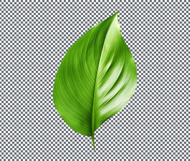 grüne Friedenslilieblätter, isoliert auf einem transparenten Hintergrund