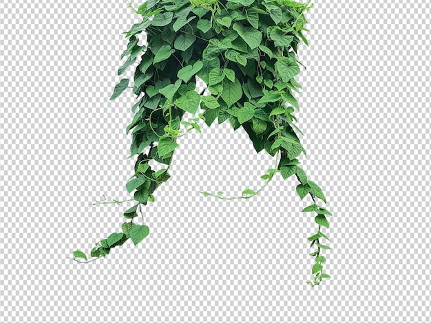 Grüne Pflanzen, die an einem Baum hängen Grüne Kletterpflanze, isoliert auf durchsichtigen grünen Blättern