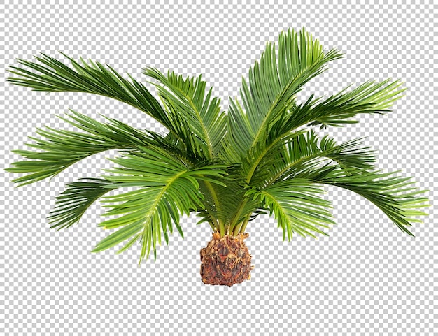 Grüne Tropen Palm Sago schneiden transparente Hintergründe 3D-Rendering aus