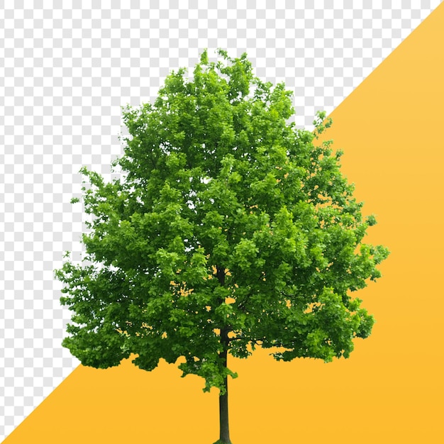 Grüner Baum mit üppigem Laub