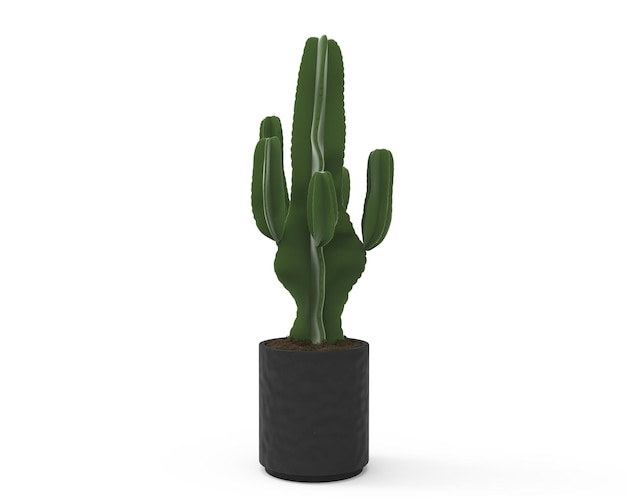 Grüner Kaktus im schwarzen Topf auf weißem Hintergrund für Dekoration und Vorlieben 3D-Rendering-Pflanze