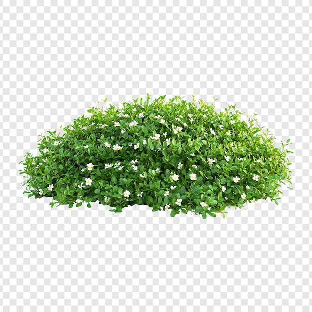 Grüner Strauch mit kleinen weißen Blüten