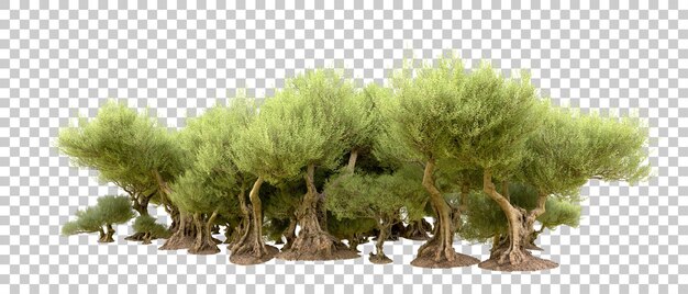 Grüner Wald isoliert auf dem Hintergrund 3D-Rendering-Illustration