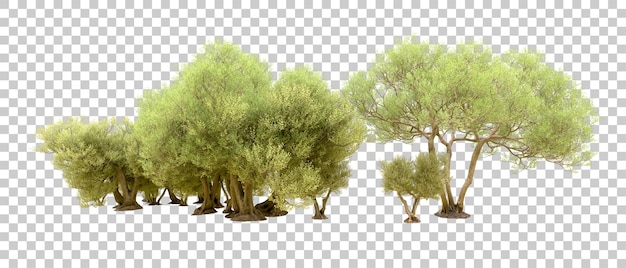 Grüner Wald isoliert auf dem Hintergrund 3D-Rendering-Illustration