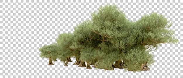 Grüner Wald isoliert auf dem Hintergrund 3D-Rendering-Illustration