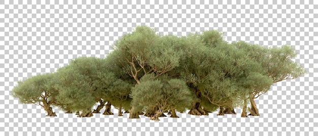 Grüner Wald isoliert auf dem Hintergrund 3D-Rendering-Illustration