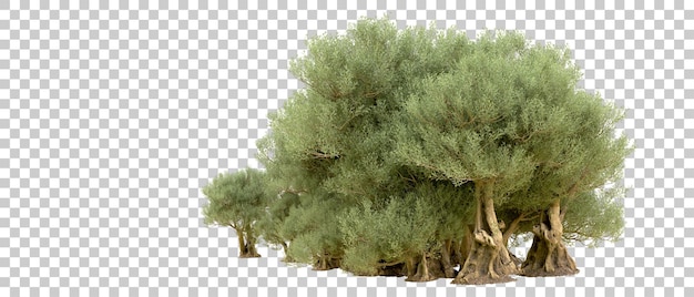 Grüner Wald isoliert auf dem Hintergrund 3D-Rendering-Illustration