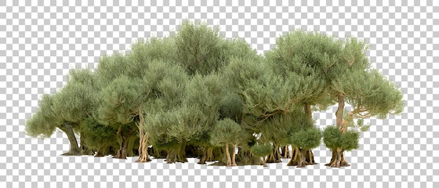 Grüner Wald isoliert auf dem Hintergrund 3D-Rendering-Illustration
