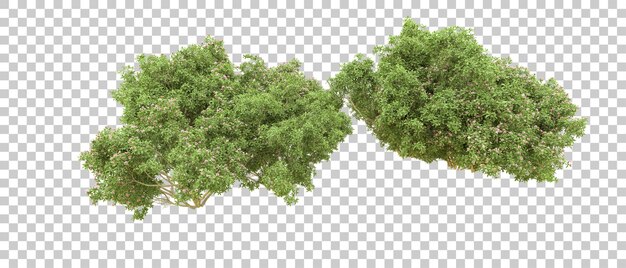 Grüner Wald isoliert auf dem Hintergrund 3D-Rendering-Illustration
