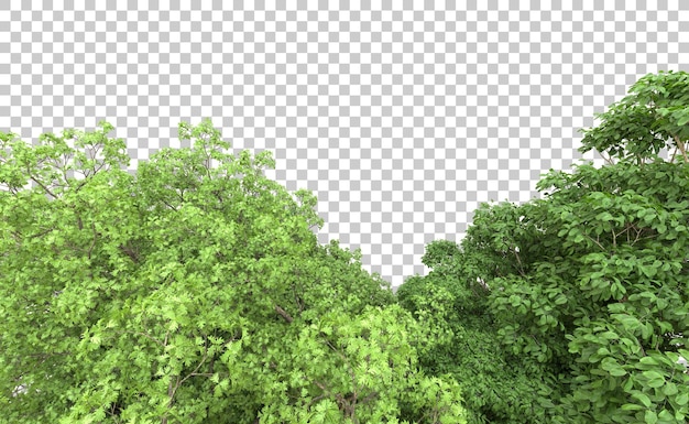Grüner Wald isoliert auf dem Hintergrund 3D-Rendering-Illustration