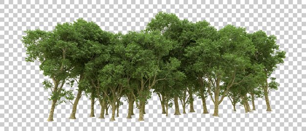 Grüner Wald isoliert auf dem Hintergrund 3D-Rendering-Illustration