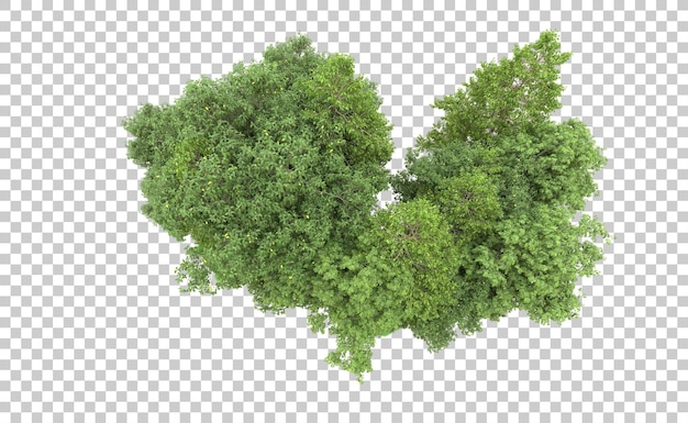 Grüner Wald isoliert auf dem Hintergrund 3D-Rendering-Illustration