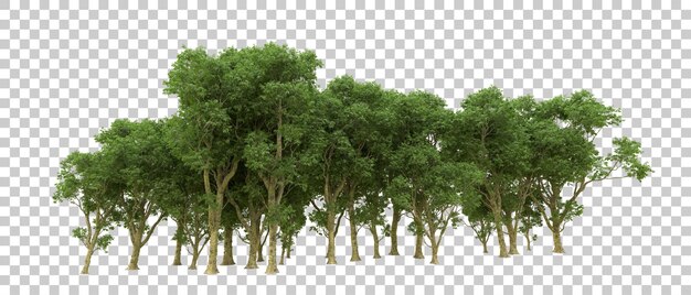 Grüner Wald isoliert auf dem Hintergrund 3D-Rendering-Illustration