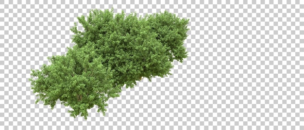 Grüner Wald isoliert auf dem Hintergrund 3D-Rendering-Illustration