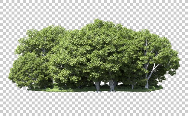 Grüner Wald isoliert auf dem Hintergrund 3D-Rendering-Illustration