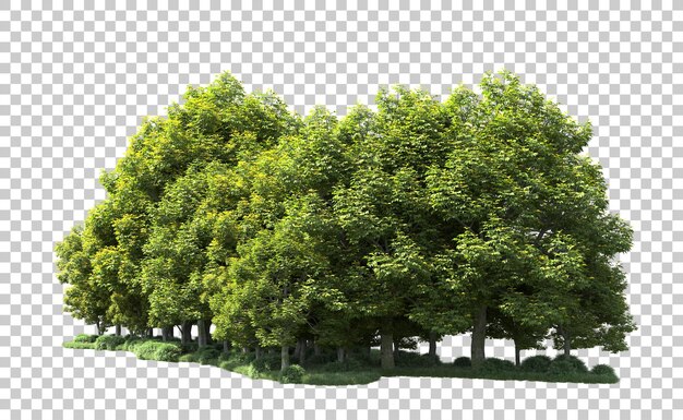 Grüner Wald isoliert auf dem Hintergrund 3D-Rendering-Illustration